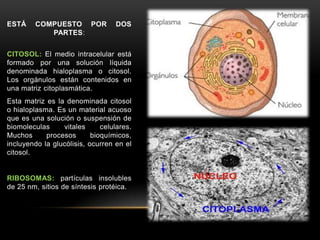 ESTÁ

COMPUESTO POR
PARTES:

DOS

CITOSOL: El medio intracelular está
formado por una solución líquida
denominada hialoplasma o citosol.
Los orgánulos están contenidos en
una matriz citoplasmática.
Esta matriz es la denominada citosol
o hialoplasma. Es un material acuoso
que es una solución o suspensión de
biomoleculas
vitales
celulares.
Muchos
procesos
bioquímicos,
incluyendo la glucólisis, ocurren en el
citosol.

RIBOSOMAS: partículas insolubles
de 25 nm, sitios de síntesis protéica.

 