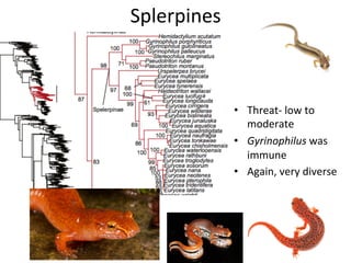 A brief introduction to Batrachochytrium salamandrivorans (Bsal) and the threat to southeastern taxa