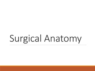 Surgical Anatomy
 