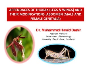 APPENDAGES OF THORAX (LEGS & WINGS) AND
THEIR MODIFICATIONS, ABDOMEN (MALE AND
FEMALE GENITALIA)
Dr. MuhammadHamidBashir
Assistant Professor
Department of Entomology
University of Agriculture, Faisalabad
 
