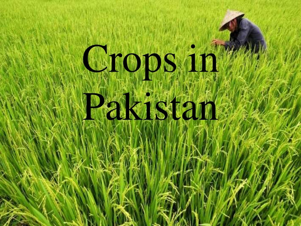 Agriculture in Pakistan