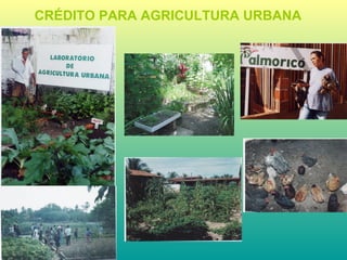 CRÉDITO   PARA AGRICULTURA URBANA 