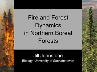 Fire and Forest
Dynamics
in Northern Boreal
Forests
Jill Johnstone
Biology, University of Saskatchewan

 