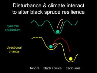 Disturbance & climate interact
to alter black spruce resilience
dynamic
equilibrium

directional
change

tundra

black spruce

deciduous

 