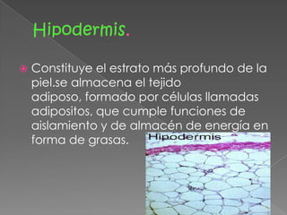    Constituye el estrato más profundo de la
    piel.se almacena el tejido
    adiposo, formado por células llamadas
    adipositos, que cumple funciones de
    aislamiento y de almacén de energía en
    forma de grasas.
 