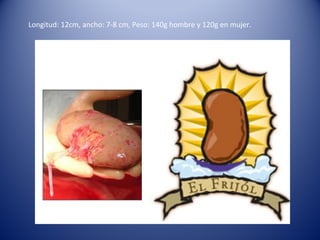 Longitud: 12cm, ancho: 7-8 cm, Peso: 140g hombre y 120g en mujer.
 