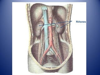 Riñones
 