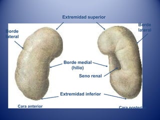 Cara anterior Cara posterior
Extremidad superior
Borde medial
(hilio)
Extremidad inferior
Borde
lateral
Borde
lateral
Seno renal
 