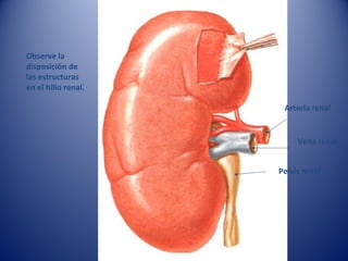 Arteria renal
Vena renal
Pelvis renal
Observe la
disposición de
las estructuras
en el hilio renal.
 