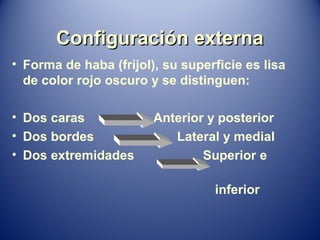 Configuración externaConfiguración externa
• Forma de haba (frijol), su superficie es lisa
de color rojo oscuro y se distinguen:
• Dos caras Anterior y posterior
• Dos bordes Lateral y medial
• Dos extremidades Superior e
inferior
 