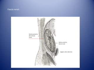 Fascia renal:
 