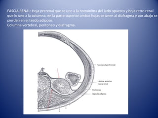 FASCIA RENAL: Hoja prerenal que se une a la homónima del lado opuesto y hoja retro renal
que lo une a la columna, en la parte superior ambas hojas se unen al diafragma y por abajo se
pierden en el tejido adiposo.
Columna vertebral, peritoneo y diafragma.
 