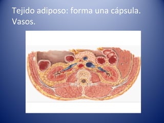 Tejido adiposo: forma una cápsula.
Vasos.
 