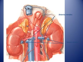 Arterias renales
Venas renales
 