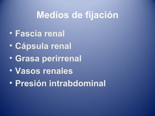 Medios de fijación
• Fascia renal
• Cápsula renal
• Grasa perirrenal
• Vasos renales
• Presión intrabdominal
 