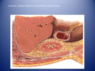 Anterior: ambos riñones con peritoneo y fascia renal.
 