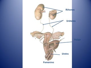 Riñones
Uréteres
Uretra
Vejiga
Femenino
 