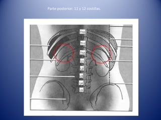 Parte posterior: 11 y 12 costillas.
 