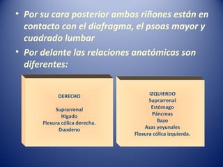 • Por su cara posterior ambos riñones están en
contacto con el diafragma, el psoas mayor y
cuadrado lumbar
• Por delante las relaciones anatómicas son
diferentes:
DERECHO
Suprarrenal
Hígado
Flexura cólica derecha.
Duodeno
IZQUIERDO
Suprarrenal
Estómago
Páncreas
Bazo
Asas yeyunales
Flexura cólica izquierda.
 