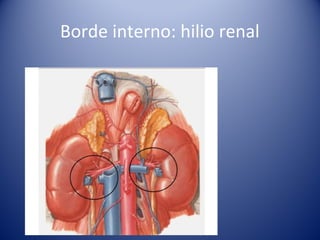 Borde interno: hilio renal
 