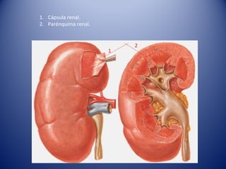 1
2
1. Cápsula renal.
2. Parénquima renal.
 