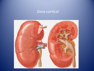 Zona cortical
 