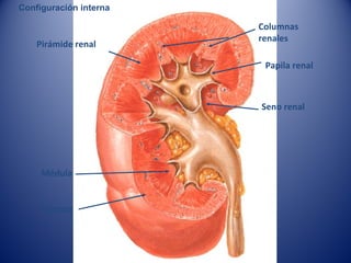 Pirámide renal
Columnas
renales
Corteza
Médula
Configuración interna
Papila renal
Seno renal
 