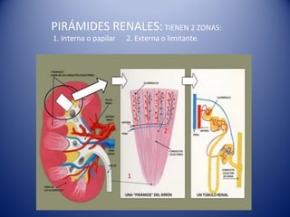 PIRÁMIDES RENALES: TIENEN 2 ZONAS:
1. Interna o papilar 2. Externa o limitante.
11
2
 