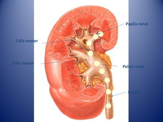 Cáliz menor
Cáliz mayor
Pelvis renal
Uréter
Papila renal
 
