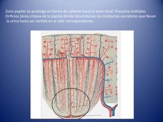 Zona papilar se prolonga en forma de saliente hacia el seno renal. Presenta múltiples
Orificios (área cribosa de la papila) donde desembocan los conductos excretores que llevan
la orina hasta ser vertido en el cáliz correspondiente.
 