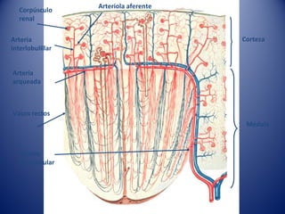 Corpúsculo
renal
Vasos rectos
Arteria
interlobulillar
Arteria
arqueada
Arteria
interlobular
Médula
Corteza
Arteriola aferente
 