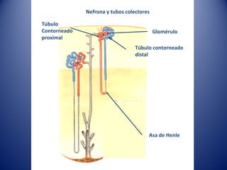 Nefrona y tubos colectores
Glomérulo
Asa de Henle
Túbulo
Contorneado
proximal
Túbulo contorneado
distal
 