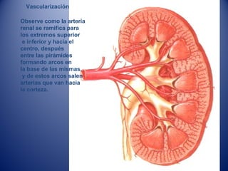 Observe como la arteria
renal se ramifica para
los extremos superior
e inferior y hacia el
centro, después
entre las pirámides
formando arcos en
la base de las mismas,
y de estos arcos salen
arterias que van hacia
la corteza.
Vascularización
 