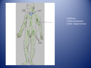 Linfáticos:
1.Red subcapsular.
2.Red Subperitoneal.
 