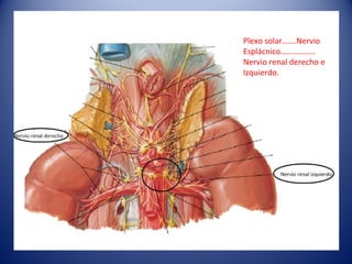 Plexo solar…….Nervio
Esplácnico……………..
Nervio renal derecho e
Izquierdo.
 