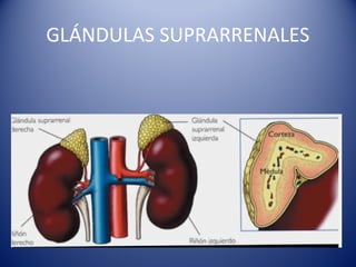 GLÁNDULAS SUPRARRENALES
 