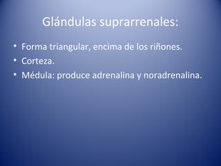 Glándulas suprarrenales:
• Forma triangular, encima de los riñones.
• Corteza.
• Médula: produce adrenalina y noradrenalina.
 