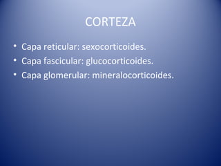CORTEZA
• Capa reticular: sexocorticoides.
• Capa fascicular: glucocorticoides.
• Capa glomerular: mineralocorticoides.
 
