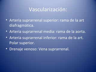 Vascularización:
• Arteria suprarrenal superior: rama de la art
diafragmática.
• Arteria suprarrenal media: rama de la aorta.
• Arteria suprarrenal inferior: rama de la art.
Polar superior.
• Drenaje venoso: Vena suprarrenal.
 