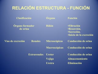 Clasificación Órgano Función
Órgano formador
de orina
Riñón •Filtración
•Resorción.
•Secreción.
•Inicio de la excreción
Vias de excreción Renales Microscópicas Conducción de orina
Macroscópicas Conducción de orina
Extrarenales Ureter Conducción de orina
Vejiga Almacenamiento
Uretra Eliminación
RELACIÓN ESTRUCTURA - FUNCIÓN
 