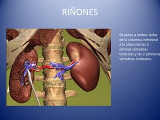 RIÑONES
Situados a ambos lados
de la columna vertebral
a la altura de las 2
últimas vértebras
torácicas y las 2 primeras
vértebras lumbares.
 
