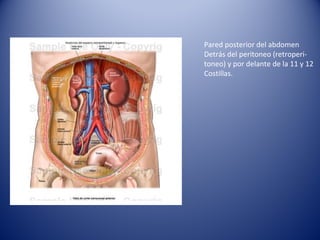 Pared posterior del abdomen
Detrás del peritoneo (retroperi-
toneo) y por delante de la 11 y 12
Costillas.
 