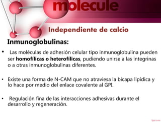 Independiente de calcio
Inmunoglobulinas:
• Las moléculas de adhesión celular tipo inmunoglobulina pueden
ser homofílicas o heterofílicas, pudiendo unirse a las integrinas
o a otras inmunoglobulinas diferentes.
• Existe una forma de N-CAM que no atraviesa la bicapa lipídica y
lo hace por medio del enlace covalente al GPI.
• Regulación fina de las interacciones adhesivas durante el
desarrollo y regeneración.
 