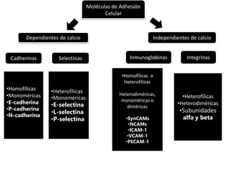 Moléculas de Adhesión
Celular
Dependientes de calcio Independientes de calcio
Cadherinas Selectinas Inmunoglobinas Integrinas
•Homofílicas
•Monoméricas
•E-cadherina
•P-cadherina
•N-cadherina
•Heterofílicas
•Monoméricas
•E-selectina
•L-selectina
•P-selectina
•Homofílicas o
Heterofílicas
Heterodiméricas,
monoméricas o
diméricas
•SynCAMs
•NCAMs
•ICAM-1
•VCAM-1
•PECAM-1
•Heterofílicas
•Heterodiméricas
•Subunidades
alfa y beta
 
