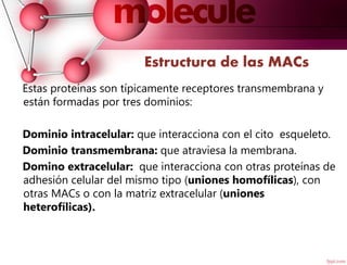 Estructura de las MACs
Estas proteínas son típicamente receptores transmembrana y
están formadas por tres dominios:
Dominio intracelular: que interacciona con el cito esqueleto.
Dominio transmembrana: que atraviesa la membrana.
Domino extracelular: que interacciona con otras proteínas de
adhesión celular del mismo tipo (uniones homofílicas), con
otras MACs o con la matriz extracelular (uniones
heterofílicas).
 