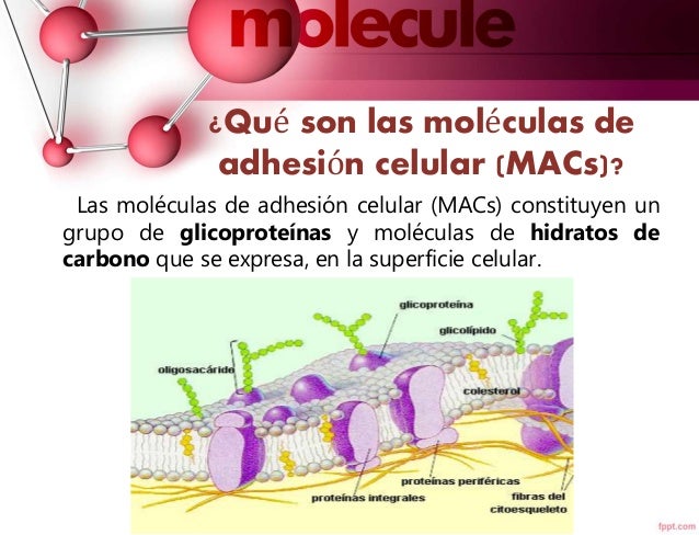Moléculas de adhesión celular