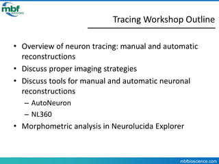 Creating 3D neuron reconstructions from image stacks and virtual slides ...