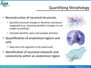Creating 3D neuron reconstructions from image stacks and virtual slides ...