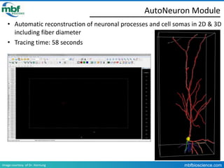 Creating 3D neuron reconstructions from image stacks and virtual slides ...