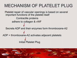 MECHANISM OF PLATELET PLUG
Platelet repair of vascular openings is based on several
important functions of the platelet itself
Contractile proteins
adhere to collagen & vWF
Secrete ADP and their enzymes form thromboxane-A2
ADP + thromboxane-A2 activates adjacent platelets
Initial Platelet Plug
 